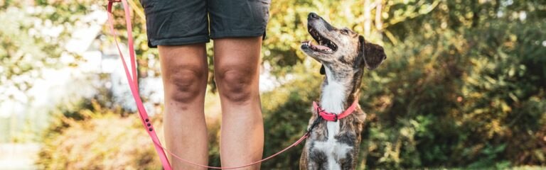 Descubre todo sobre el entrenamiento de perros de seguridad: cómo se entrenan, cuánto cuesta, el salario de vigilantes con perros y consejos.