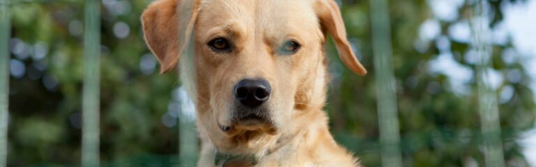 Descubre el comportamiento de un perro guardián. Aprende sobre razas, características y cómo elegir al mejor guardián para tu familia.