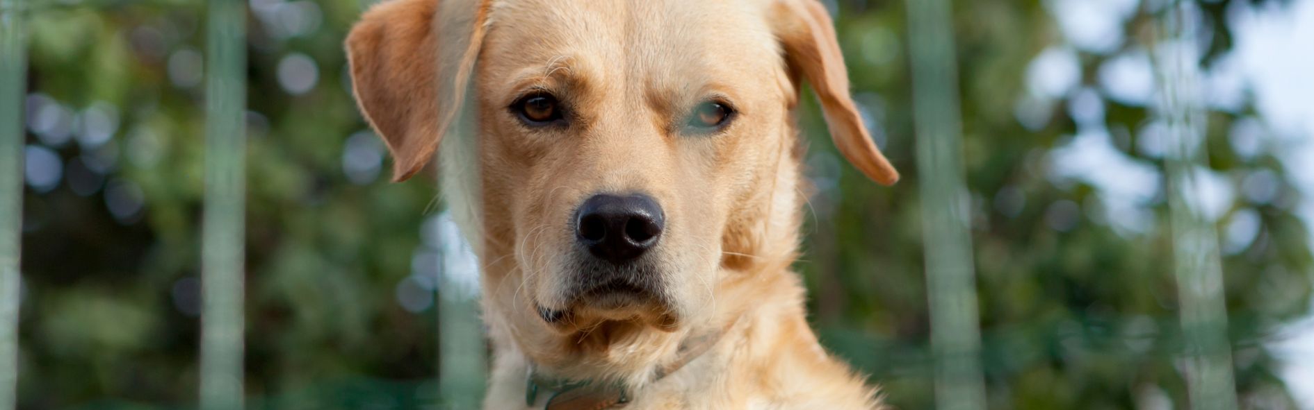 Descubre el comportamiento de un perro guardián. Aprende sobre razas, características y cómo elegir al mejor guardián para tu familia.